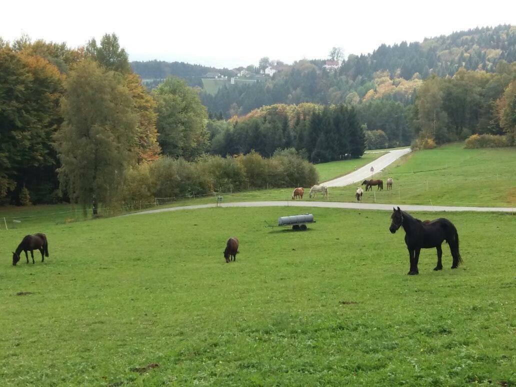 Ferienwohnung Auf Dem Erlebnisreiterhof Kreipl Grattersdorf ภายนอก รูปภาพ